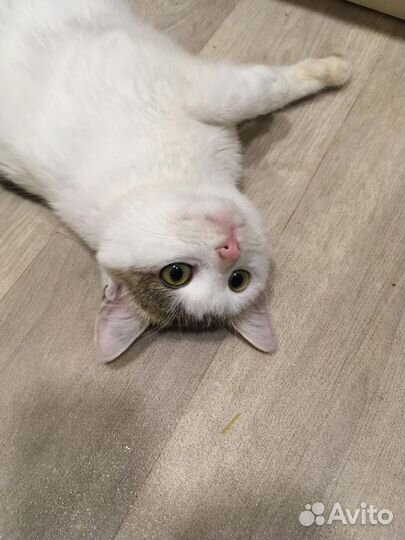 Котенок девочка 4 мес