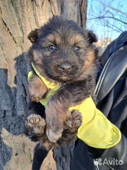 Щенок, девочка, 1,5 месяца