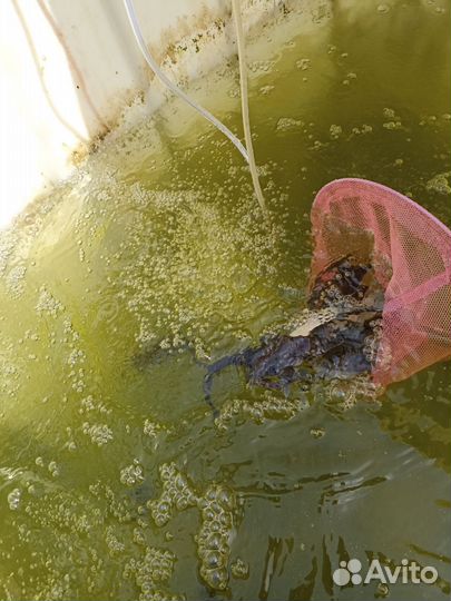 Ленка малек для пруда