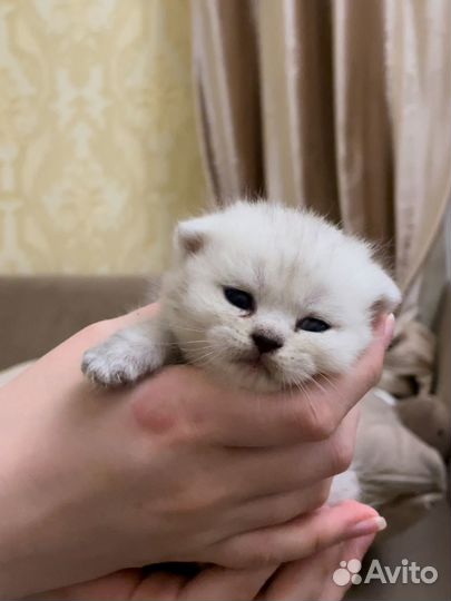 Шотландские вислоухие котята шиншилла