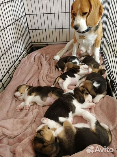 Продам щенков бигля
