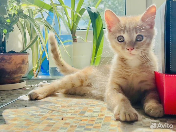 Ласковый котенок мальчик в добрые руки