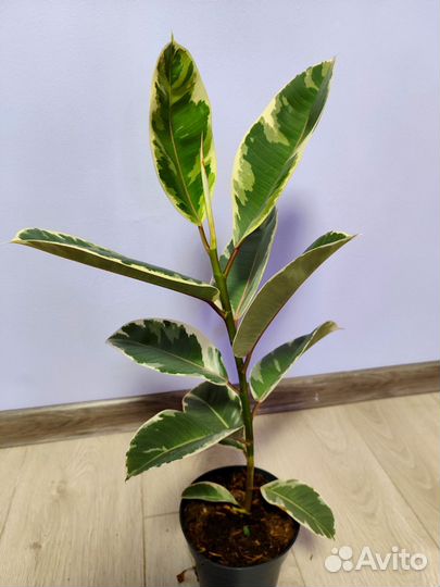 Фикус эластика тинеке
