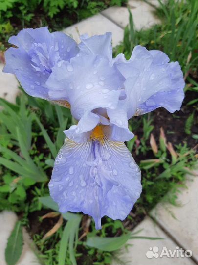 Ирисы бородатые