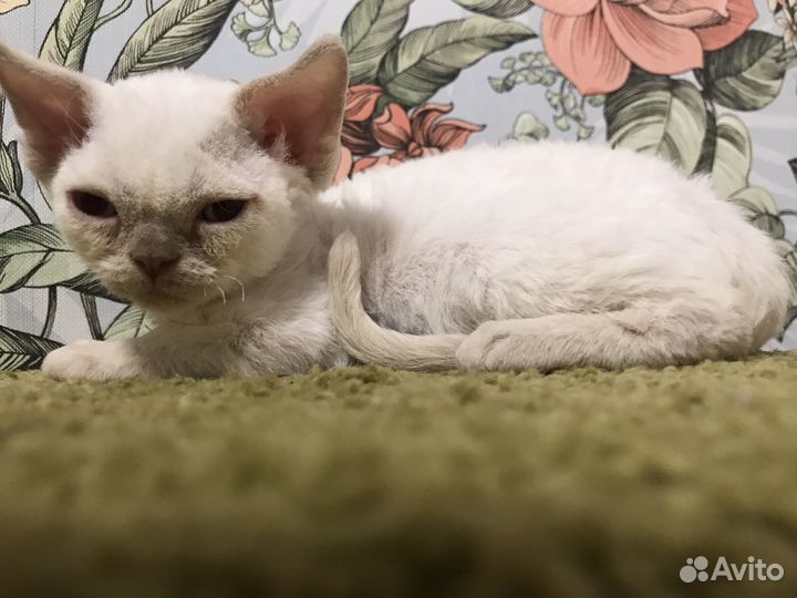 Котенок девон-рекс