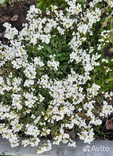 Цветочки для сада