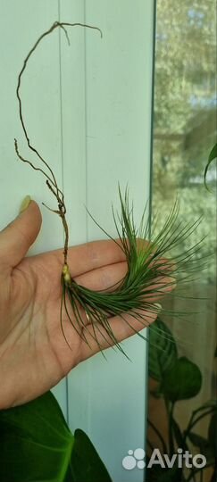 Тилландсия