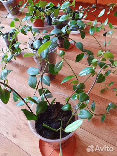 Комнатные растения