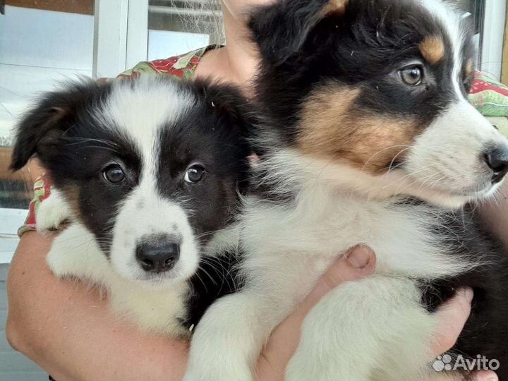 Австралийская овчарка