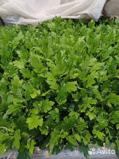 Рассада цветов