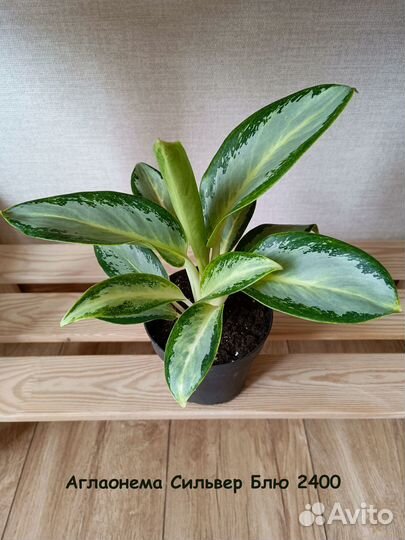 Аглаонема Микс