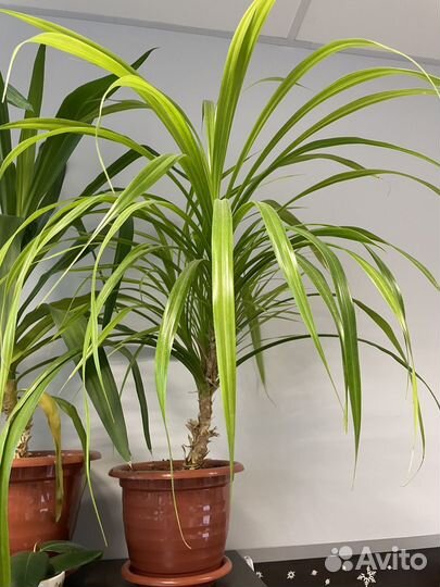 Пальма панданус