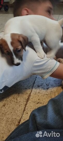 Щенки джек рассел терьер гладкошерстный