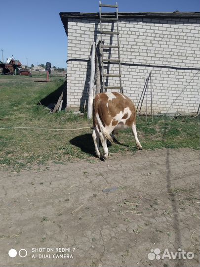 Быки на мясо