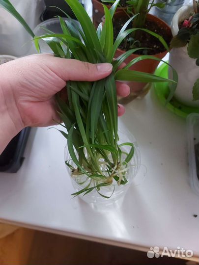 Хлорофитум