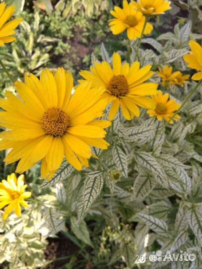 Гелеопсис,многолетник