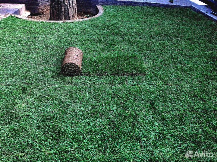 Рулонный газон с укладкой