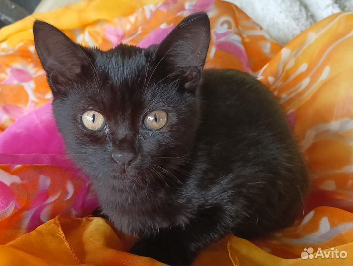 Котик в добрые руки