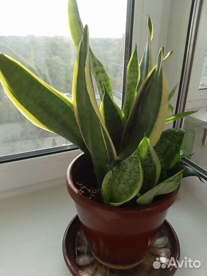 Комнатные цветы