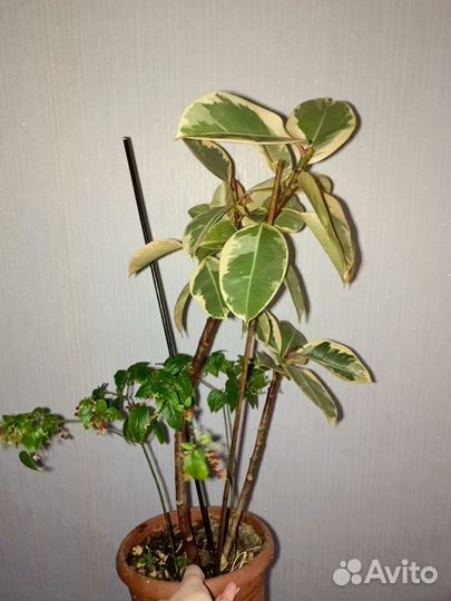 Фикус каучуконосный