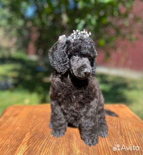 Щенки большого королевского пуделя
