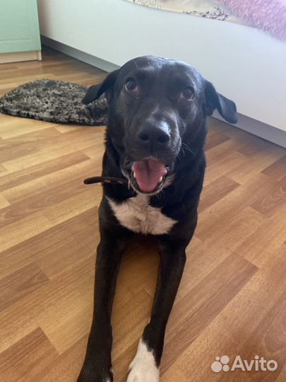 Найдена собака