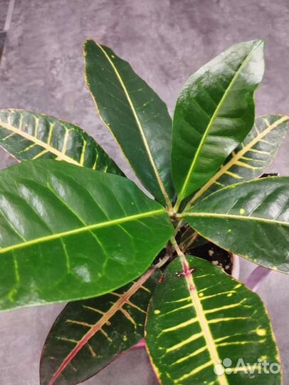 Кротон Петра