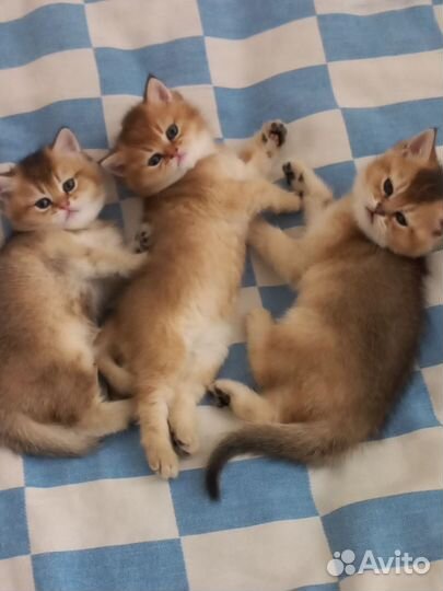 Кошка британская шиншилла