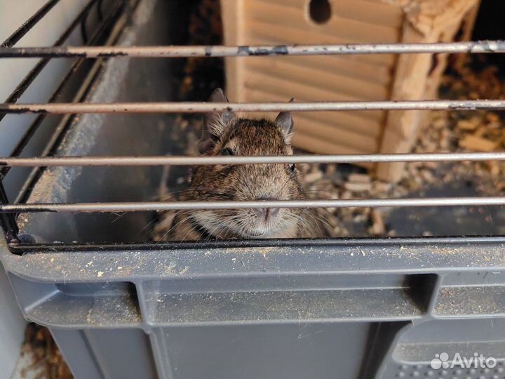 Чилийская белка дегу