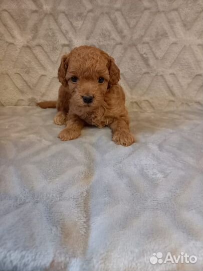 Девочки красавицы