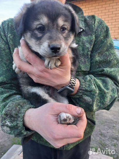 Щенок в добрые руки бесплатно