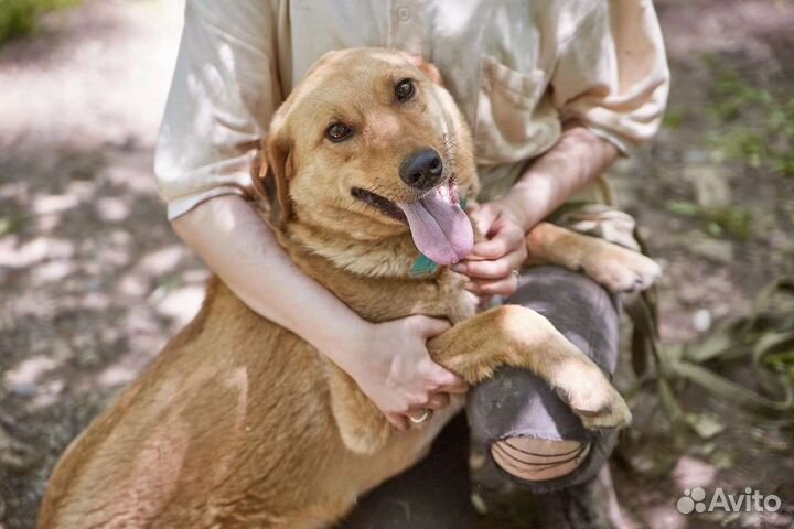 В добрые руки изящная собака Джима