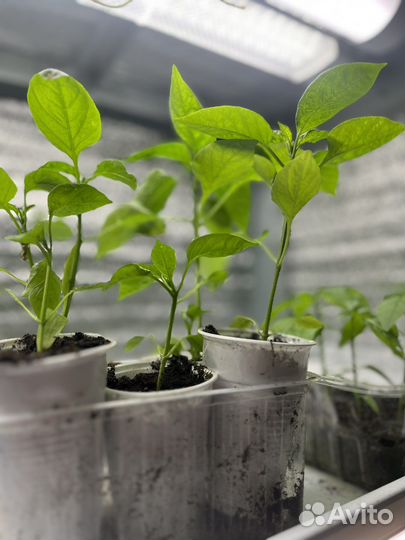 Рассада перец сладкий