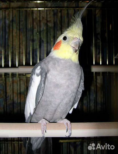 Передержка любимых питомцев