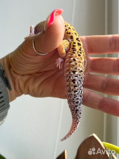 Самка эублефара 2022 г