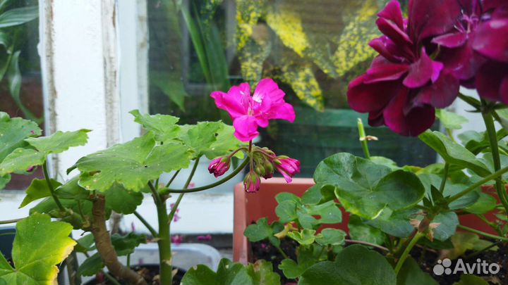 Пеларгонии, толстянка