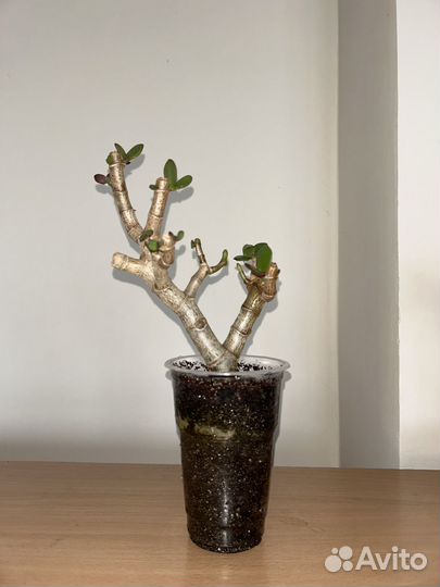 Бонсай из Толстянки