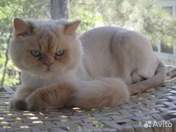 Стрижка собак и кошек. Ультразвуковая чистка зубов