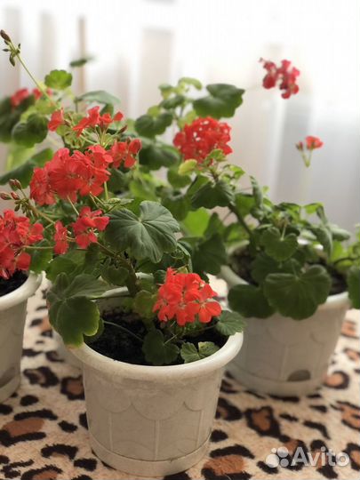 Пеларгония герань