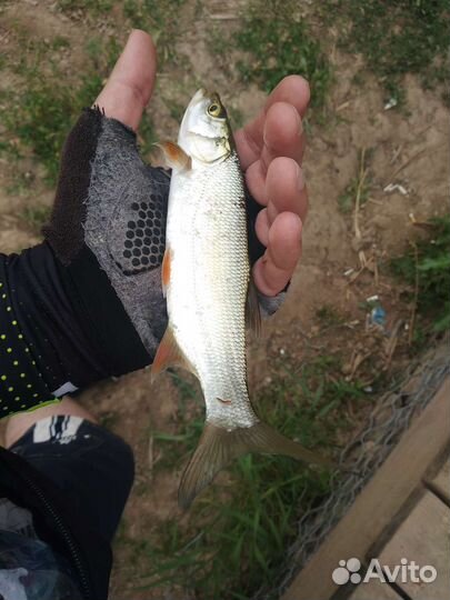 Спиннинг ультралайт dayo predator + катушка