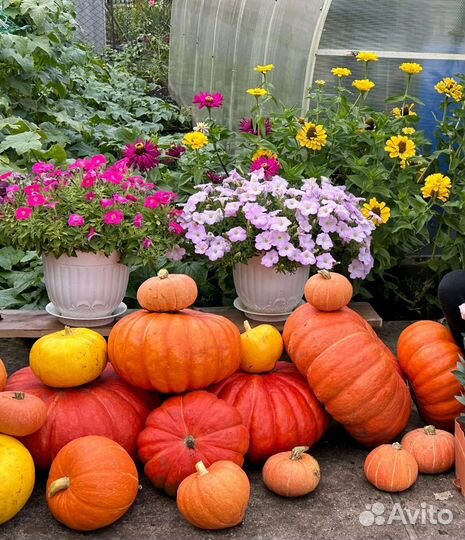 Тыква декоративная