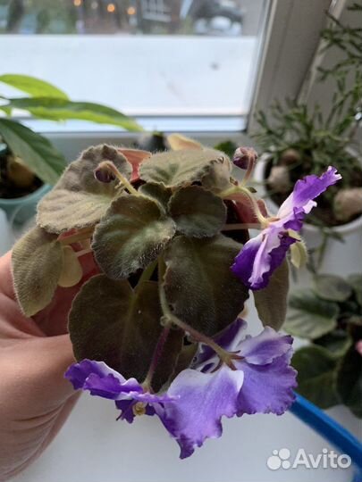 Фиалка в кокосе