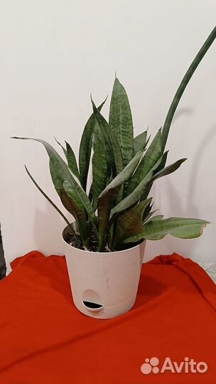 Сансевиерия