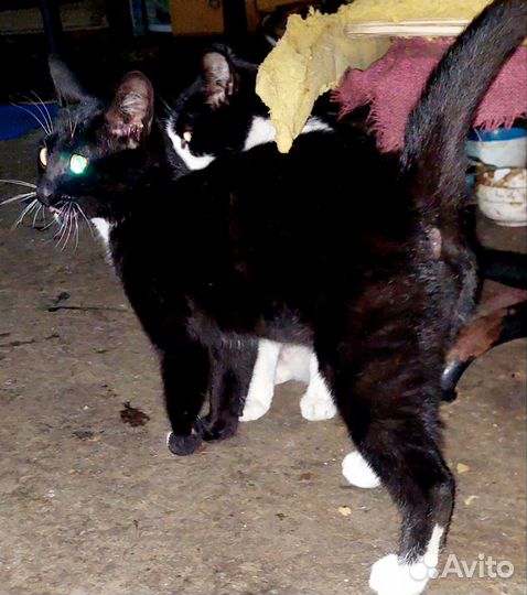 Котик в добрые руки