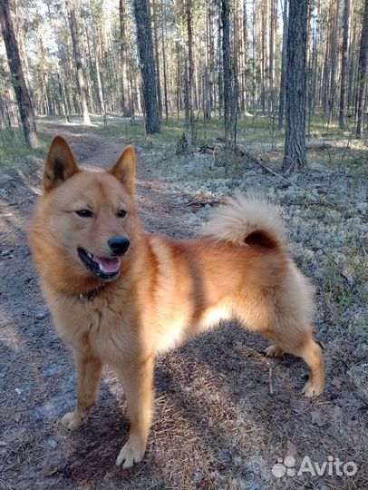 Охотничьи собаки лайки