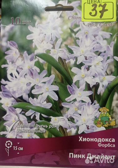 Подснежники, Мускари, Хионодокса, Пушкиния