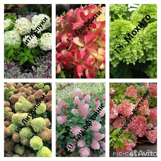 Гортензия садовая (саженцы, цены и сорта в опи