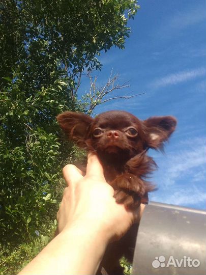 Чихуахуа мини бейби фейс Коби тип шоколадные