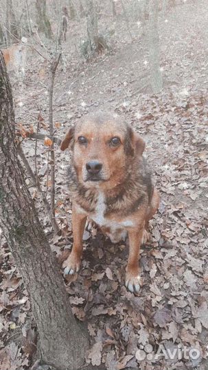 Собака в добрые руки