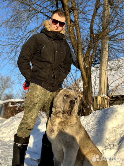 Алабай кобель для вязки